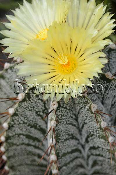 572098 - Bishop's cap cactus (Astrophytum ornatum)
