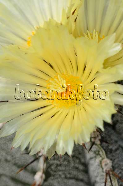 572099 - Bishop's cap cactus (Astrophytum ornatum)