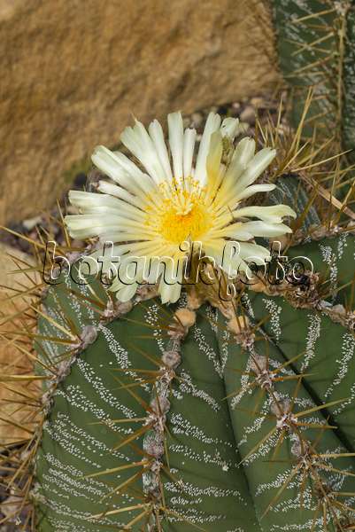 597005 - Bishop's cap cactus (Astrophytum ornatum)