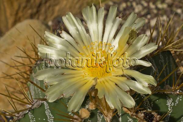 597006 - Bishop's cap cactus (Astrophytum ornatum)