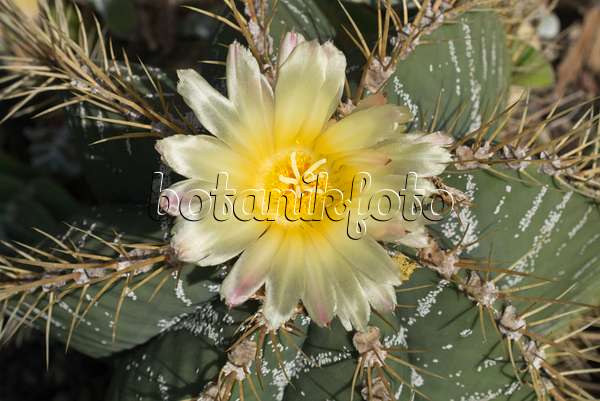 608073 - Bishop's cap cactus (Astrophytum ornatum)
