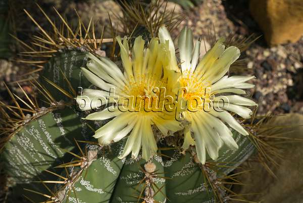 608116 - Bishop's cap cactus (Astrophytum ornatum)