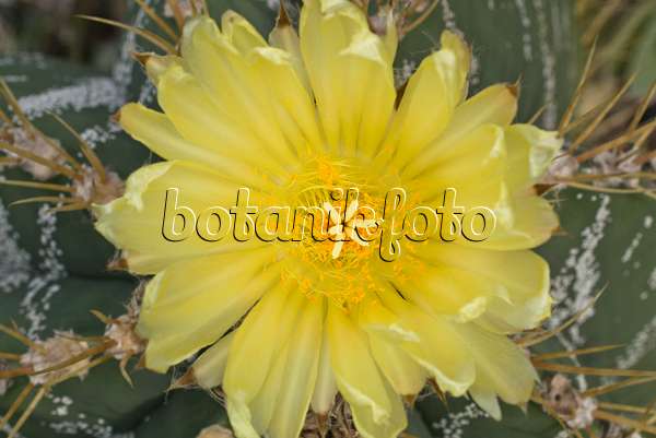 609016 - Bishop's cap cactus (Astrophytum ornatum)