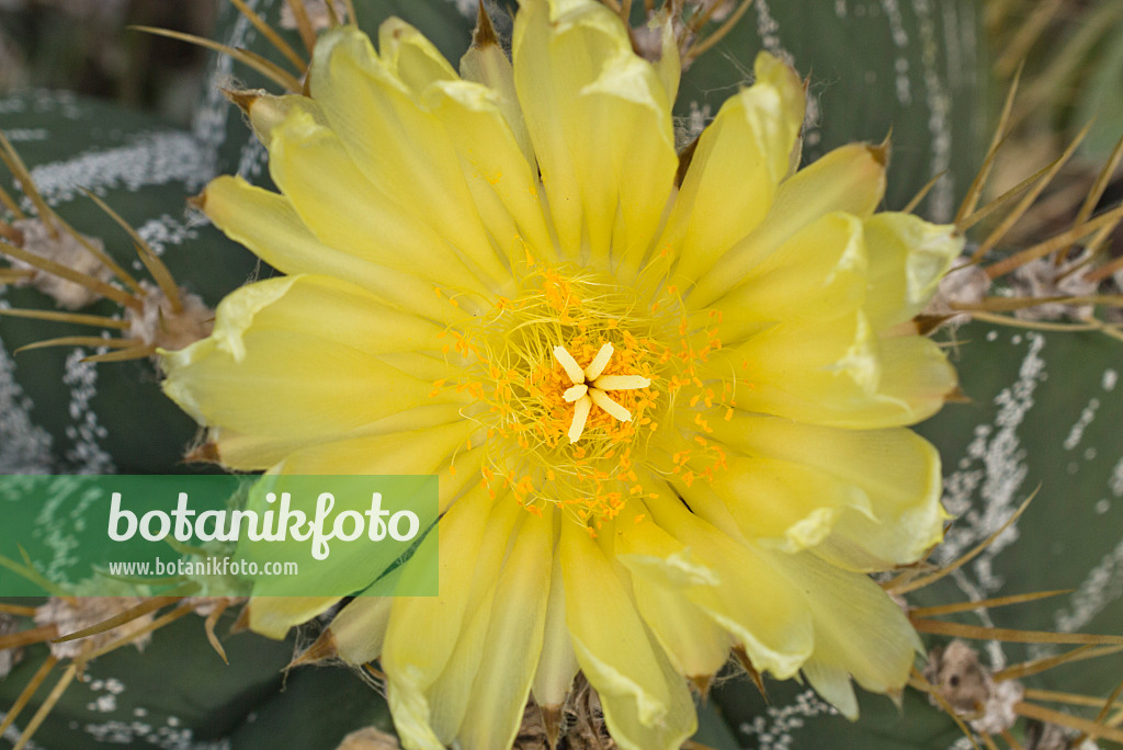 609016 - Bishop's cap cactus (Astrophytum ornatum)