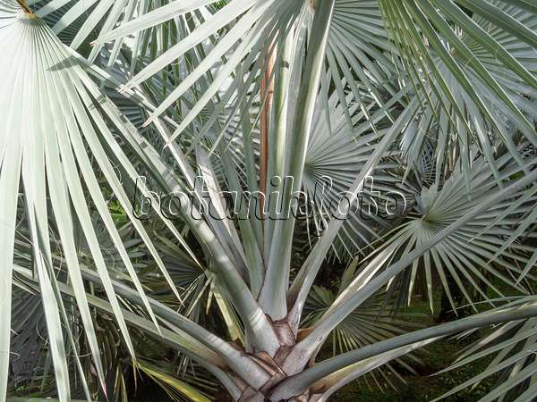 411016 - Bismarck palm (Bismarckia nobilis 'Silver')