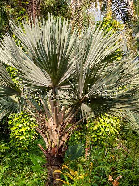 411250 - Bismarck palm (Bismarckia nobilis 'Silver')