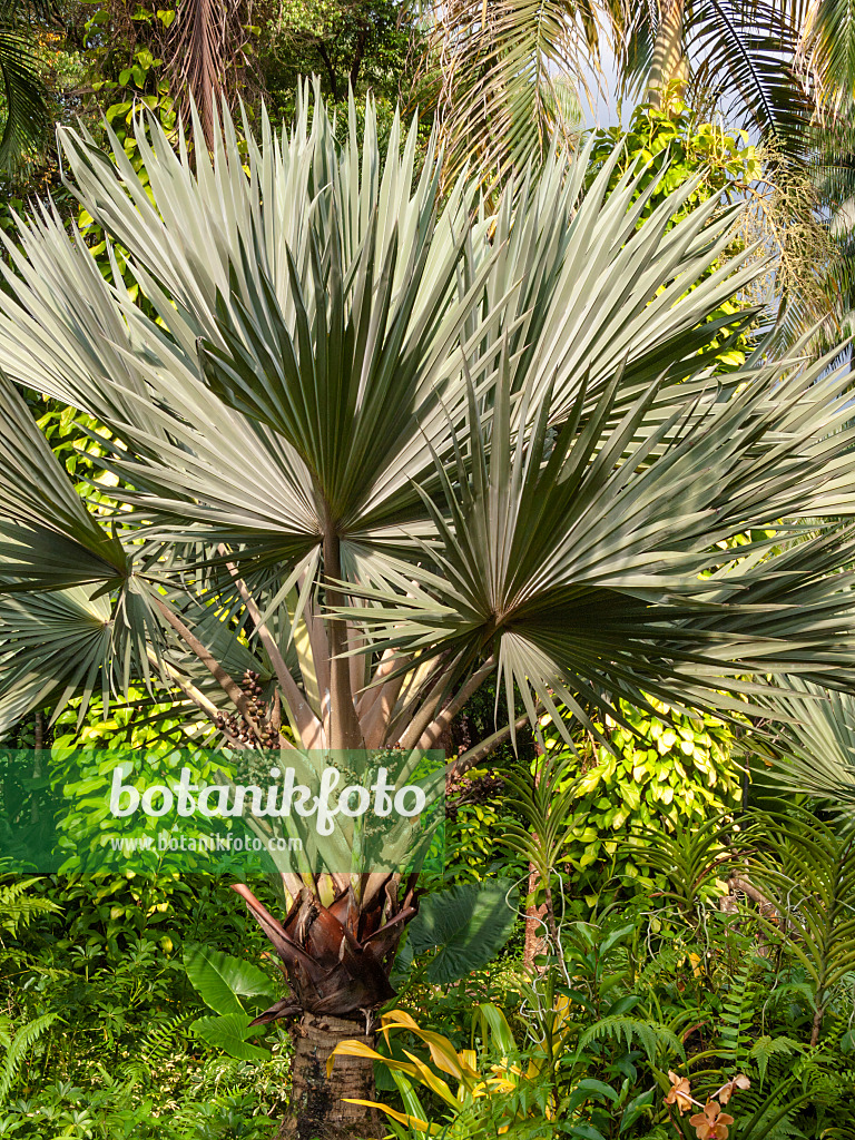 411250 - Bismarck palm (Bismarckia nobilis 'Silver')