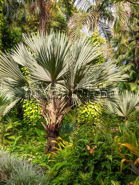 411251 - Bismarck palm (Bismarckia nobilis 'Silver')