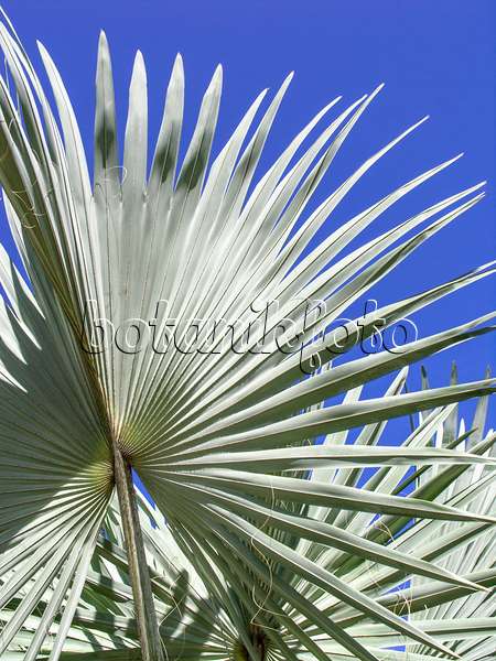 434385 - Bismarck palm (Bismarckia nobilis 'Silver')