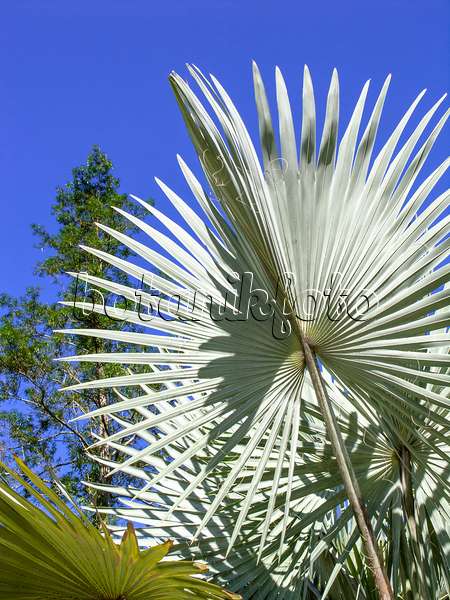 434386 - Bismarck palm (Bismarckia nobilis 'Silver')