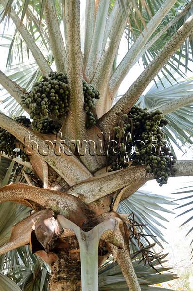 564021 - Bismarck palm (Bismarckia nobilis 'Silver')