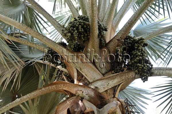 564022 - Bismarck palm (Bismarckia nobilis 'Silver')