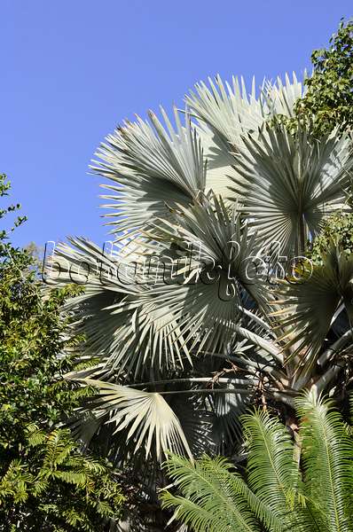 564023 - Bismarck palm (Bismarckia nobilis 'Silver')