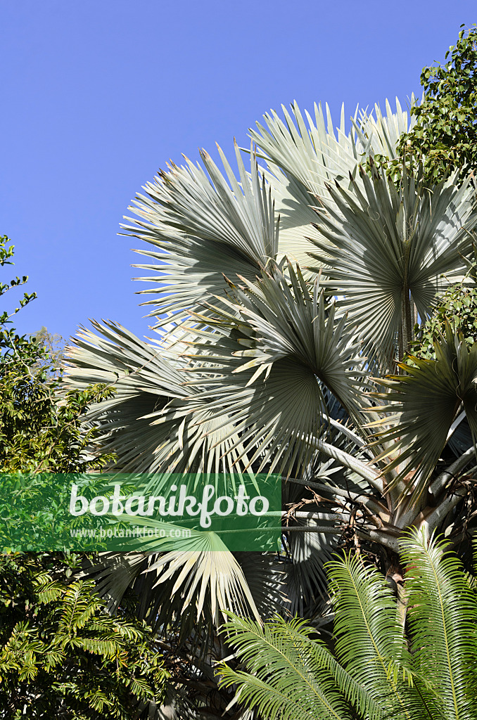 564023 - Bismarck palm (Bismarckia nobilis 'Silver')