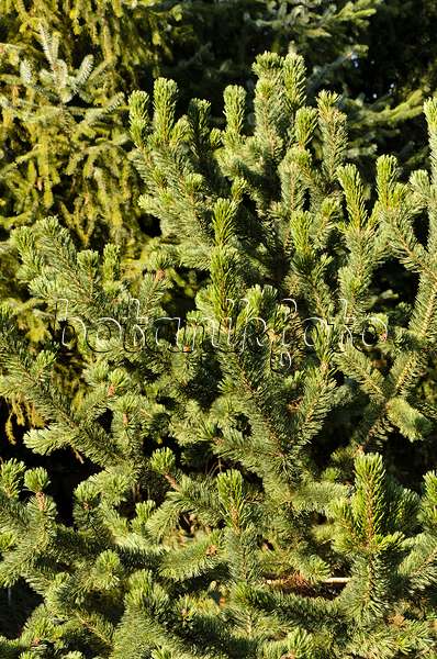 494012 - Bistlecone pine (Pinus aristata)