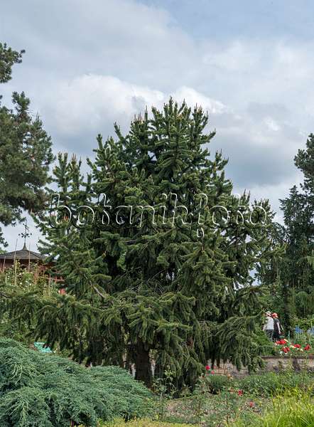 651435 - Bistlecone pine (Pinus aristata)