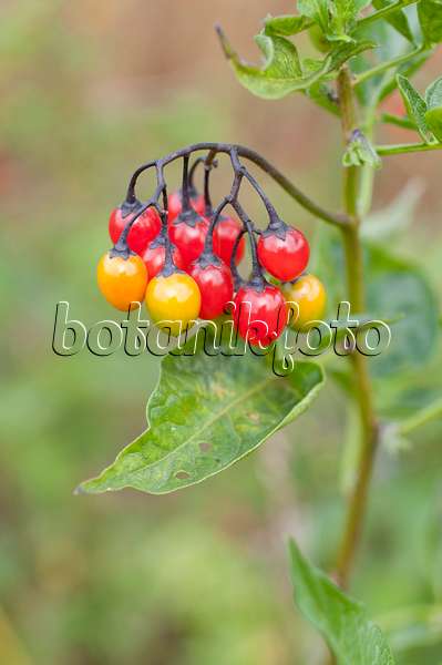 475012 - Bittersweet nightshade (Solanum dulcamara)