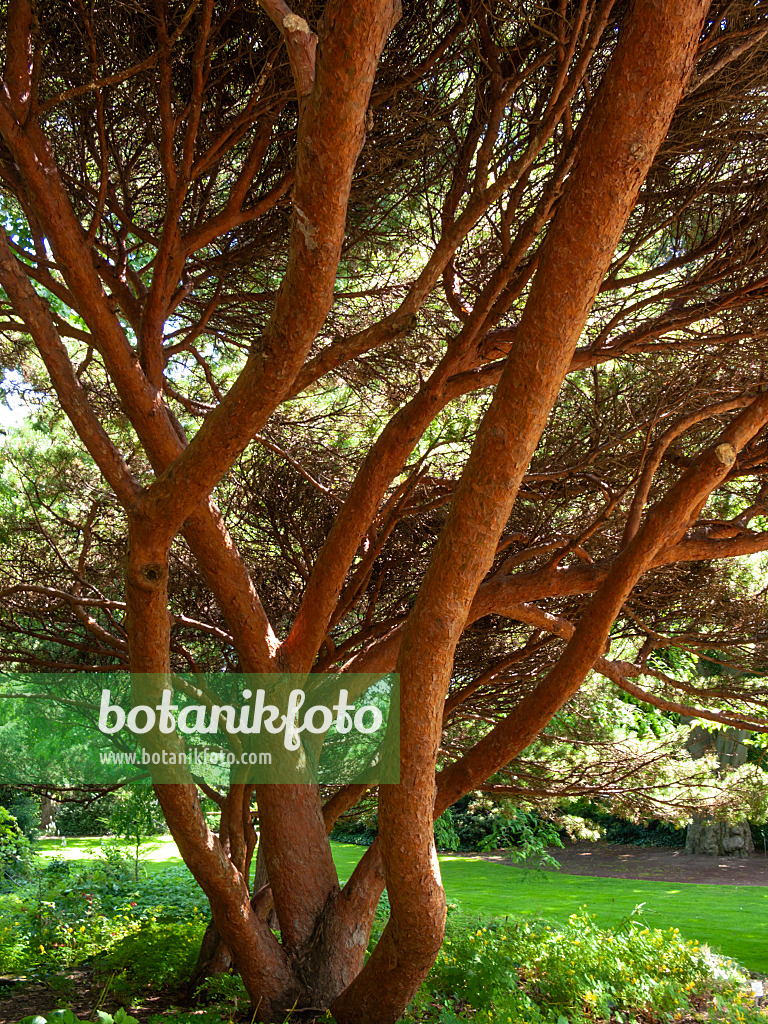 415022 - Bizarre pine (Pinus) in a park