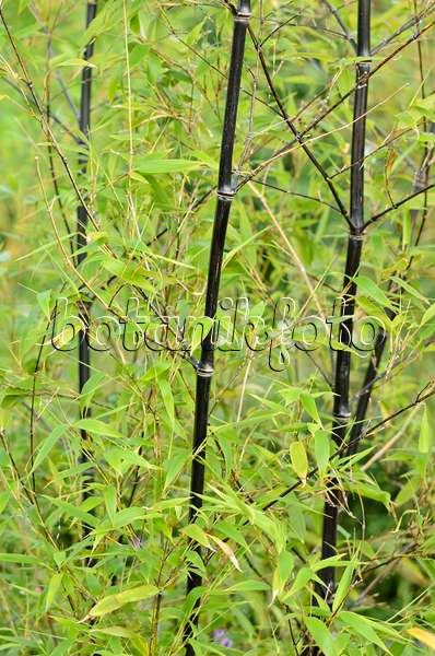 534417 - Black bamboo (Phyllostachys nigra)