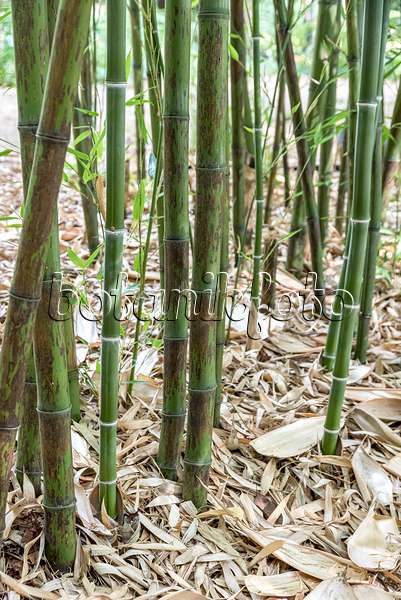638178 - Black bamboo (Phyllostachys nigra 'Boryana')