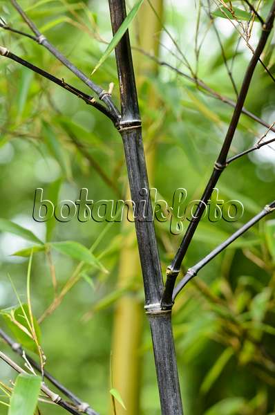 521510 - Black bamboo (Phyllostachys nigra var. punctata)