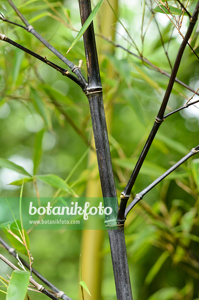 521510 - Black bamboo (Phyllostachys nigra var. punctata)