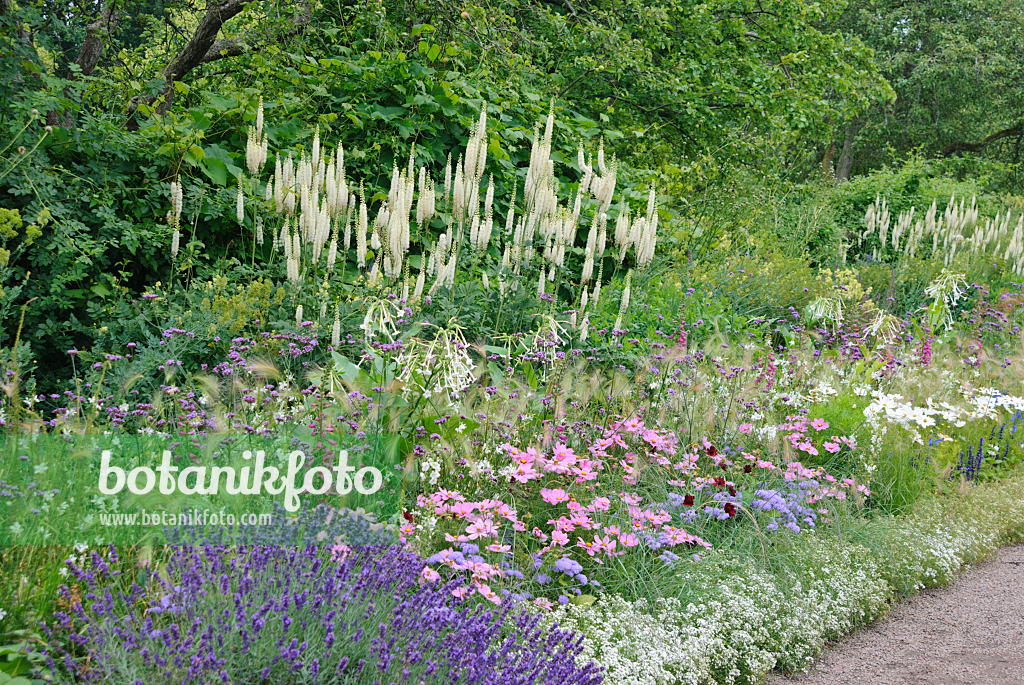 482016 - Black cohosh (Cimicifuga racemosa syn. Actaea racemosa), purpletop vervain (Verbena bonariensis), garden cosmos (Cosmos bipinnatus) and common lavender (Lavandula angustifolia)