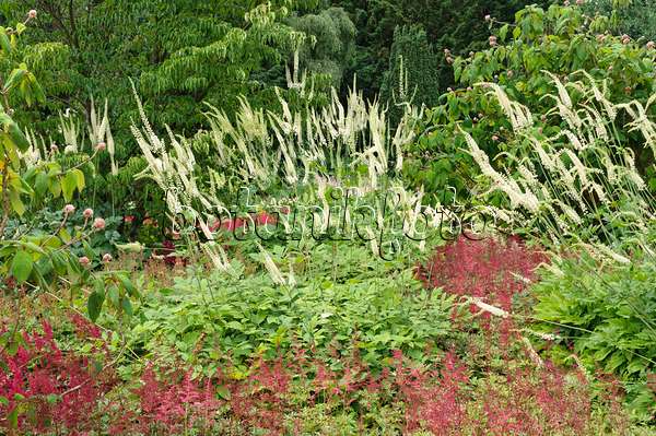 486044 - Black cohosh (Cimicifuga racemosa syn. Actaea racemosa) and astilbes (Astilbe)