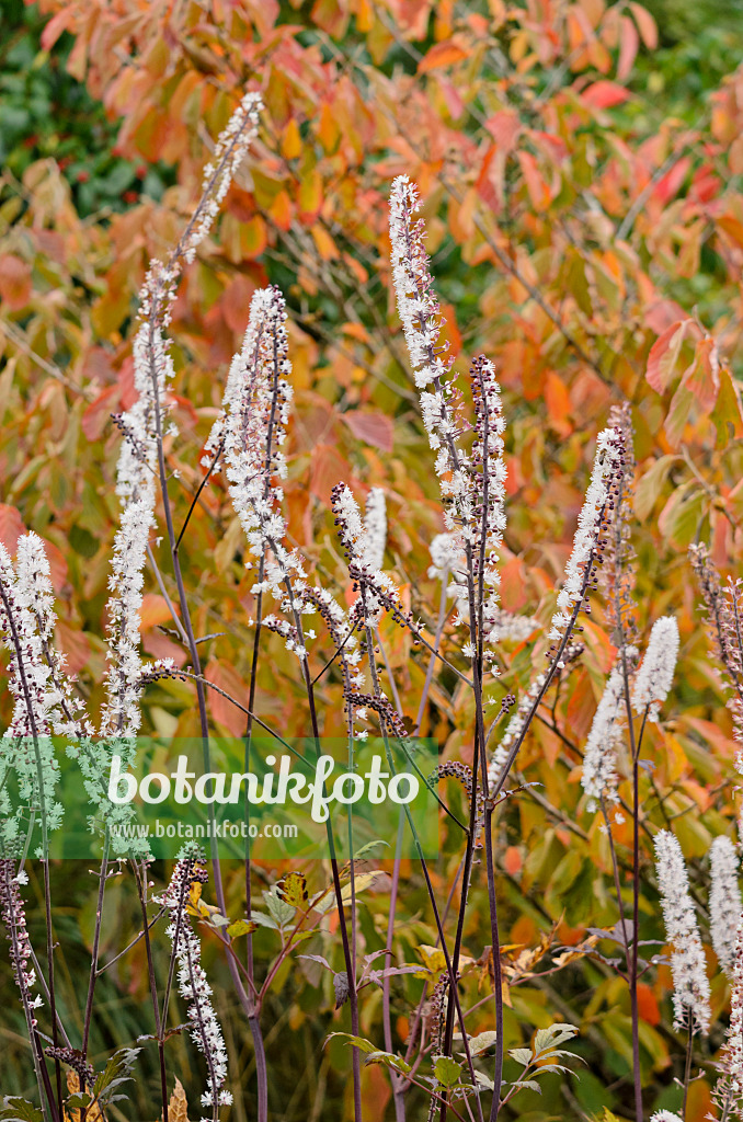 525068 - Black cohosh (Cimicifuga racemosa 'Atropurpurea' syn. Actaea racemosa 'Atropurpurea')