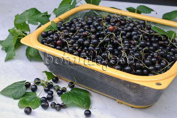 518047 - Black currant (Ribes nigrum)
