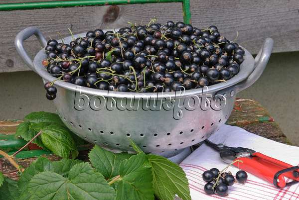 518049 - Black currant (Ribes nigrum)
