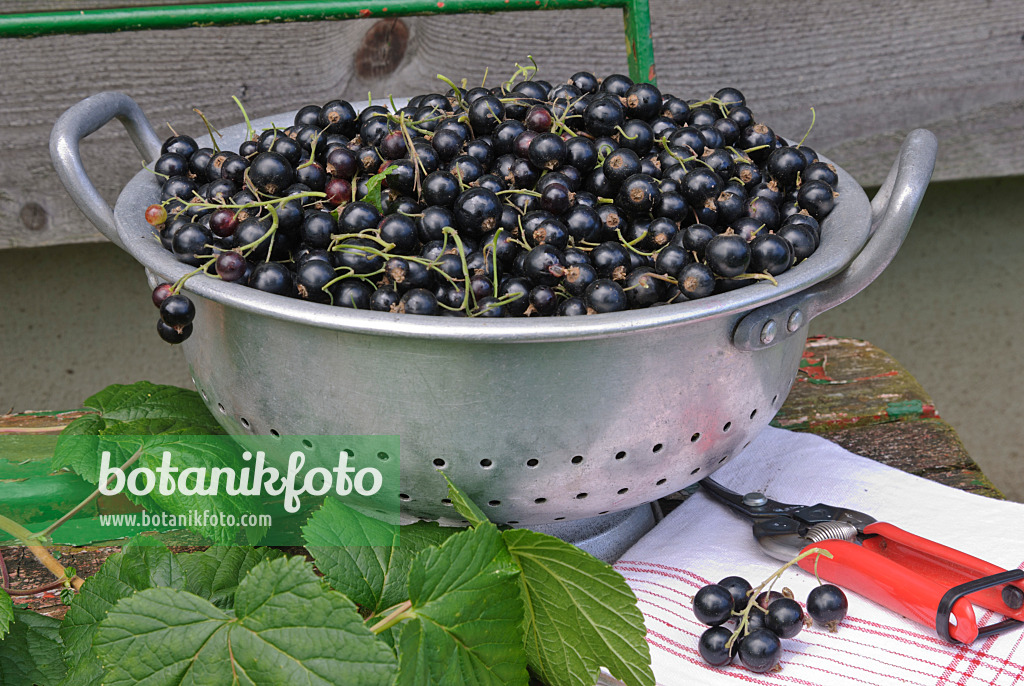 518049 - Black currant (Ribes nigrum)