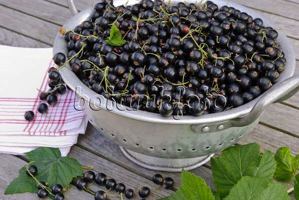 518050 - Black currant (Ribes nigrum)