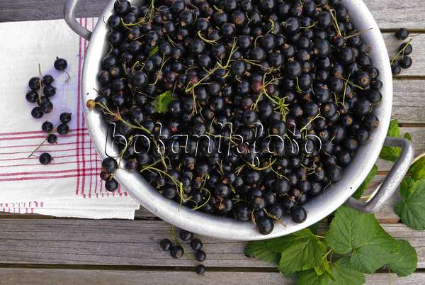 518051 - Black currant (Ribes nigrum)