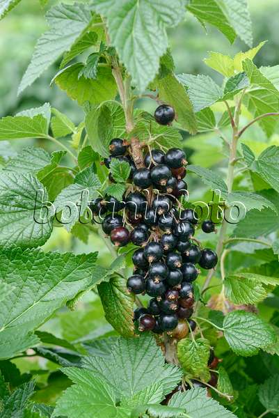 558231 - Black currant (Ribes nigrum 'Ben Finlay')