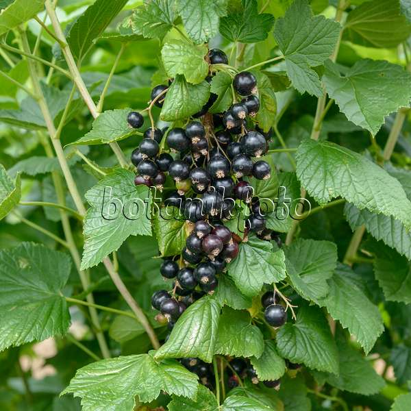 558232 - Black currant (Ribes nigrum 'Ben Tron')