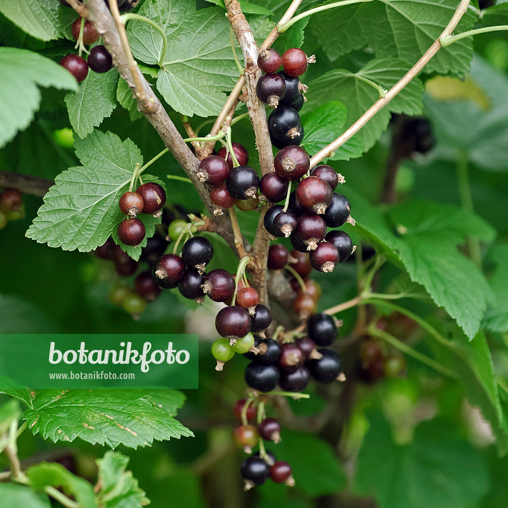 454075 - Black currant (Ribes nigrum 'Ojebyn')