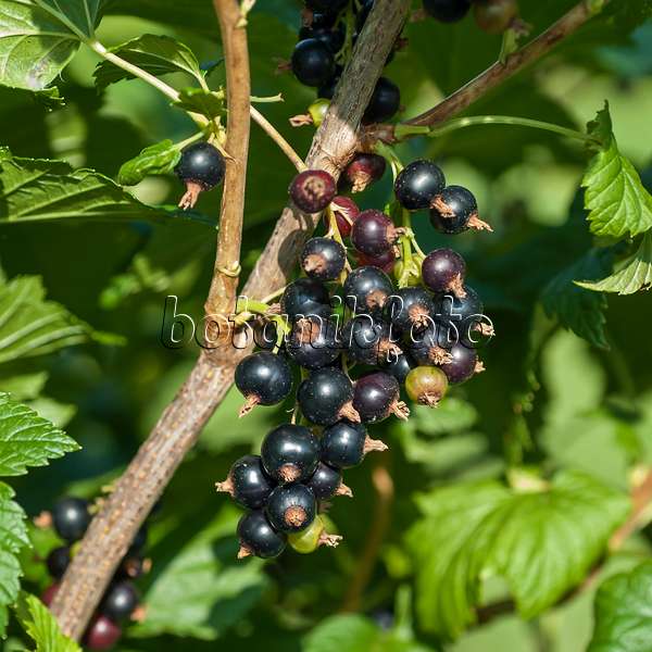 517372 - Black currant (Ribes nigrum 'Ometa')