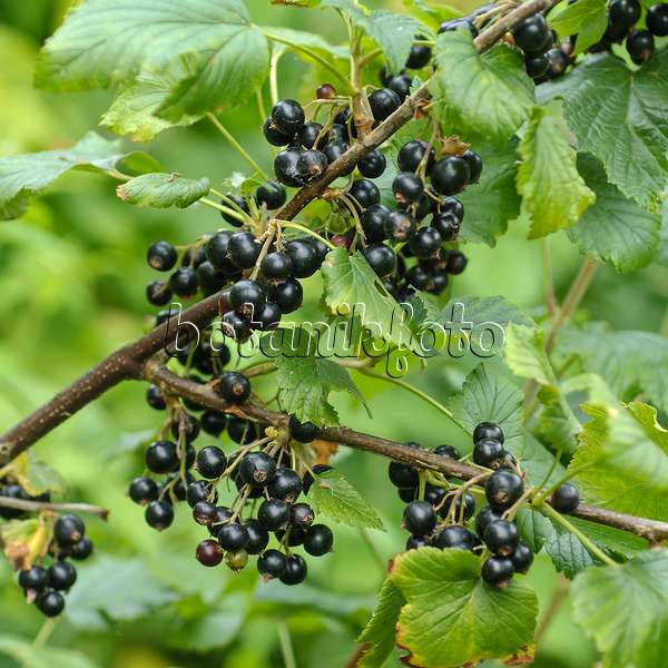 517373 - Black currant (Ribes nigrum 'Ometa')