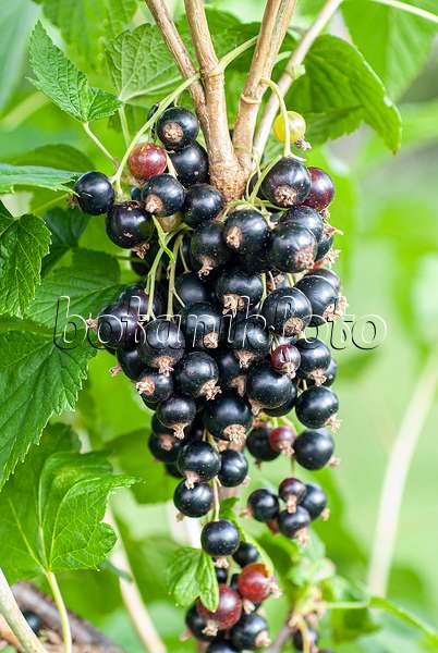 616119 - Black currant (Ribes nigrum 'Titania')
