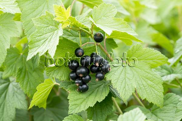 625347 - Black currant (Ribes nigrum 'Tsema')