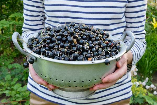 558278 - Black currants (Ribes nigrum) in a bowl