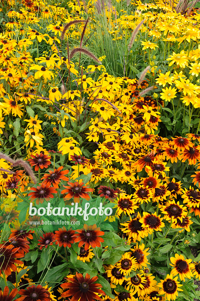 476112 - Black-eyed Susan (Rudbeckia hirta)