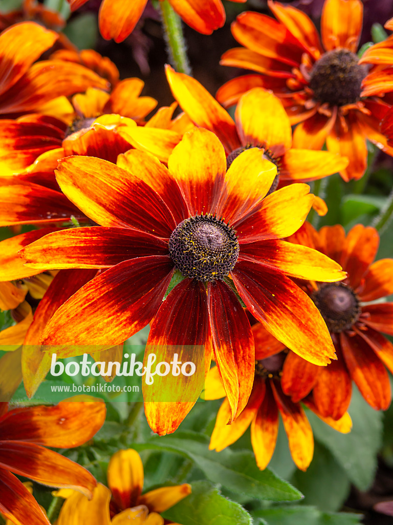 440233 - Black-eyed Susan (Rudbeckia hirta 'Autumn Colours')