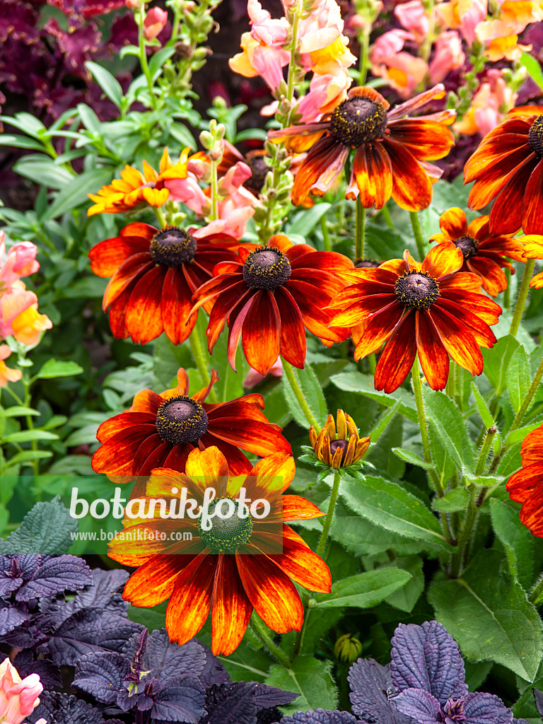 440234 - Black-eyed Susan (Rudbeckia hirta 'Autumn Colours')