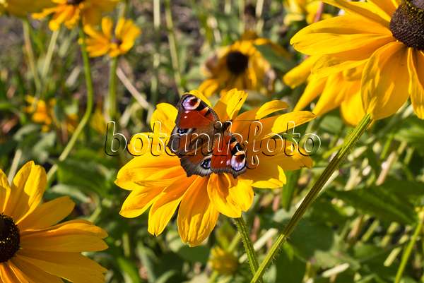 573102 - Black-eyed Susan (Rudbeckia hirta 'Indian Summer') and peacock butterfly (Inachis io)