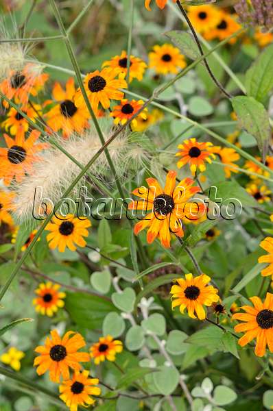 525039 - Black-eyed Susan (Rudbeckia hirta 'Prairie Sun')