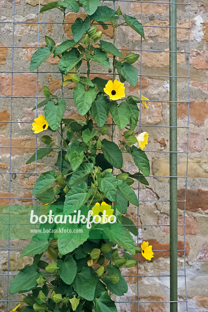 367025 - Black-eyed Susan (Thunbergia alata)