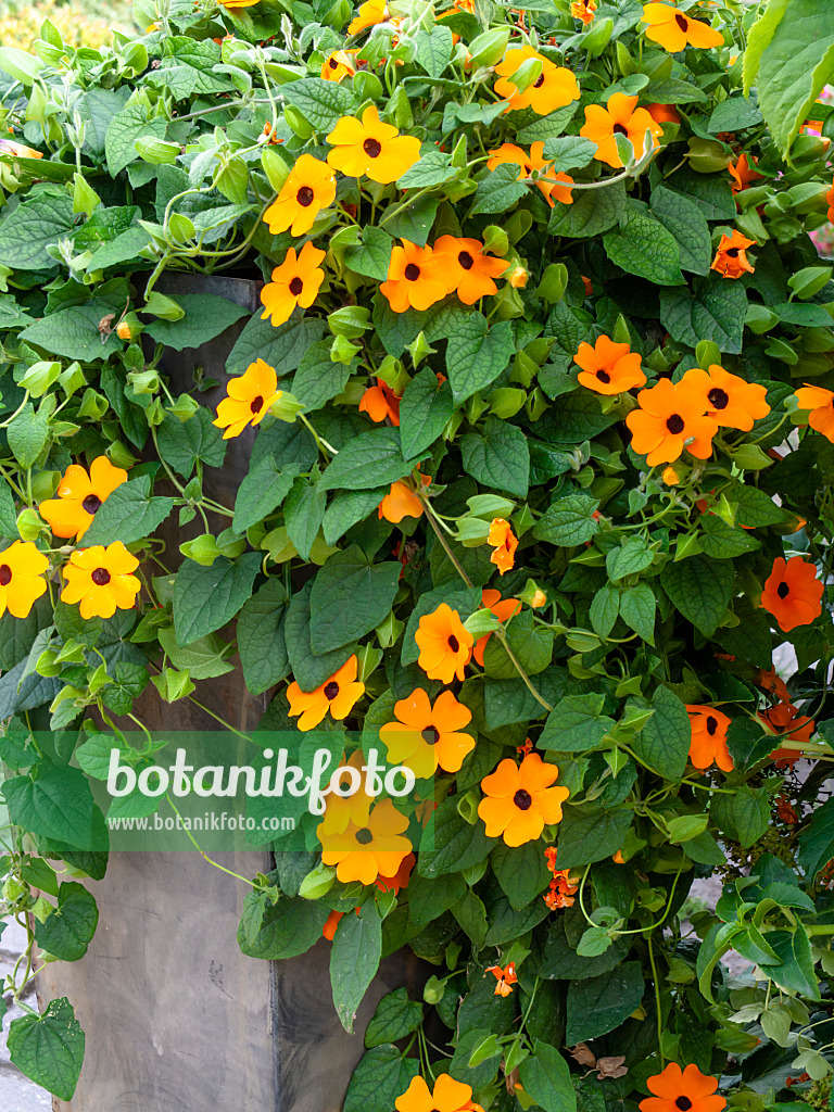 462129 - Black-eyed Susan (Thunbergia alata)