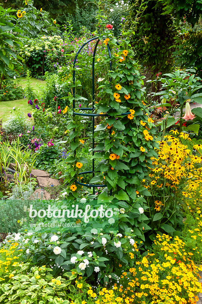 464053 - Black-eyed Susan (Thunbergia alata) and marigolds (Tagetes)